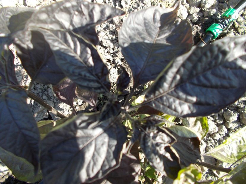  - Z SEMINTE ARDEI IUTE - JAY X PINK TIGER F4 - FRANCIS - AI 54 FARA