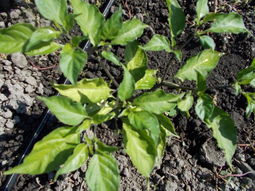  - Z SEMINTE ARDEI IUTE - BHUTLAH CHOCOLAT - RED- FRANCIS ????????? AI 61