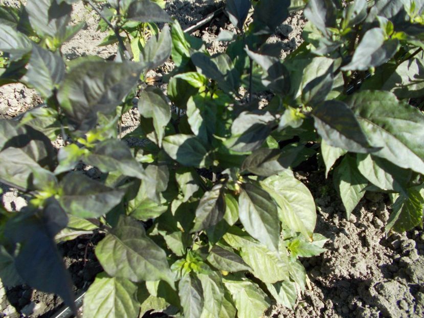  - SEMINTE ARDEI IUTE - AI 56 CGN 21500 - NEIZOLAT