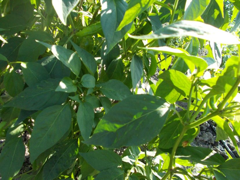  - SEMINTE ARDEI IUTE - AI 38 ETIOPIAN BROWN - NEIZOLAT