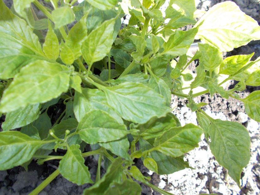  - Z SEMINTE ARDEI IUTE - CHILLI DULCE SOL - SVETLANA