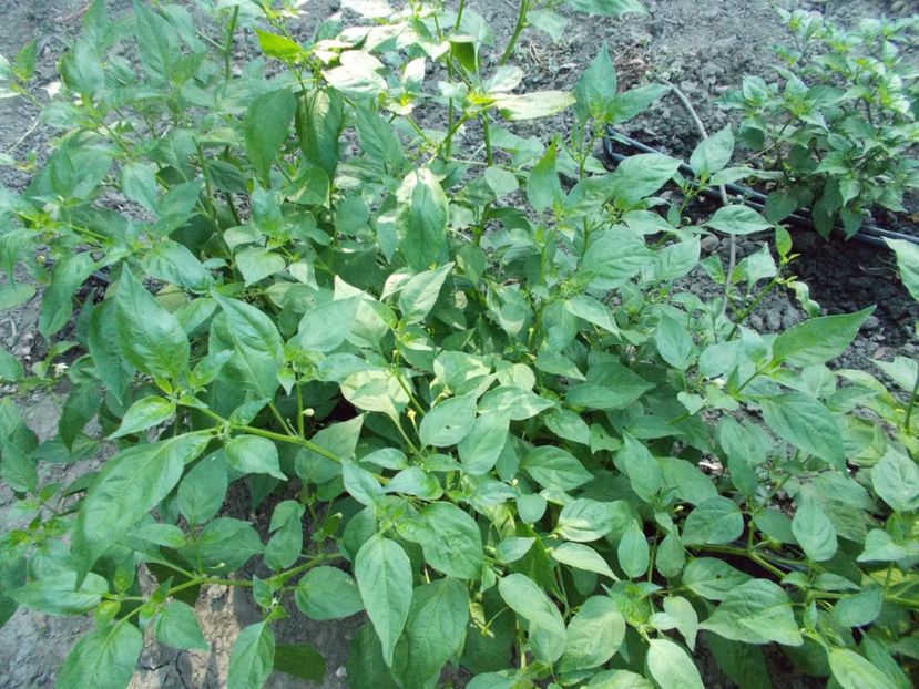  - Z SEMINTE ARDEI IUTE - CAMPANITA