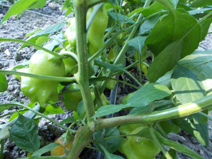  - Z SEMINTE ARDEI IUTE - CAMPANITA