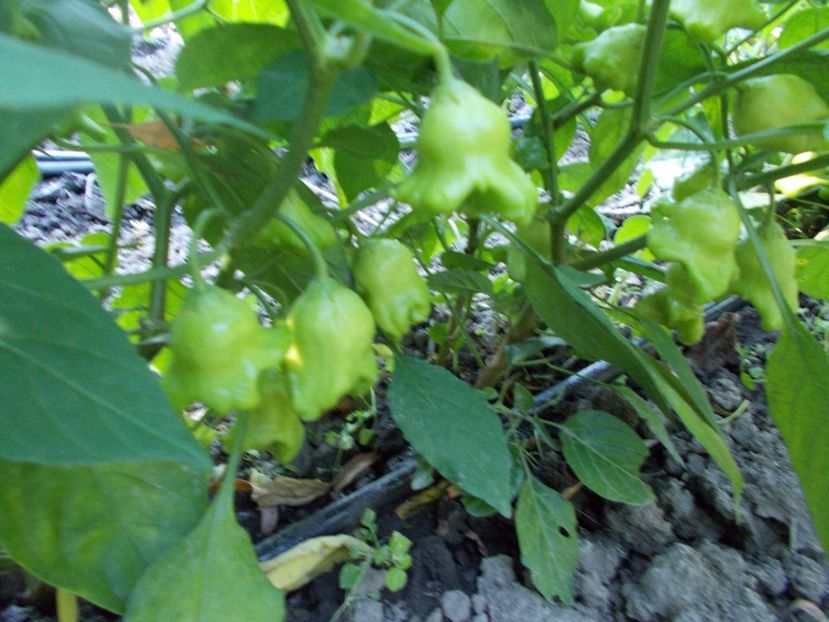  - Z SEMINTE ARDEI IUTE - CAMPANITA