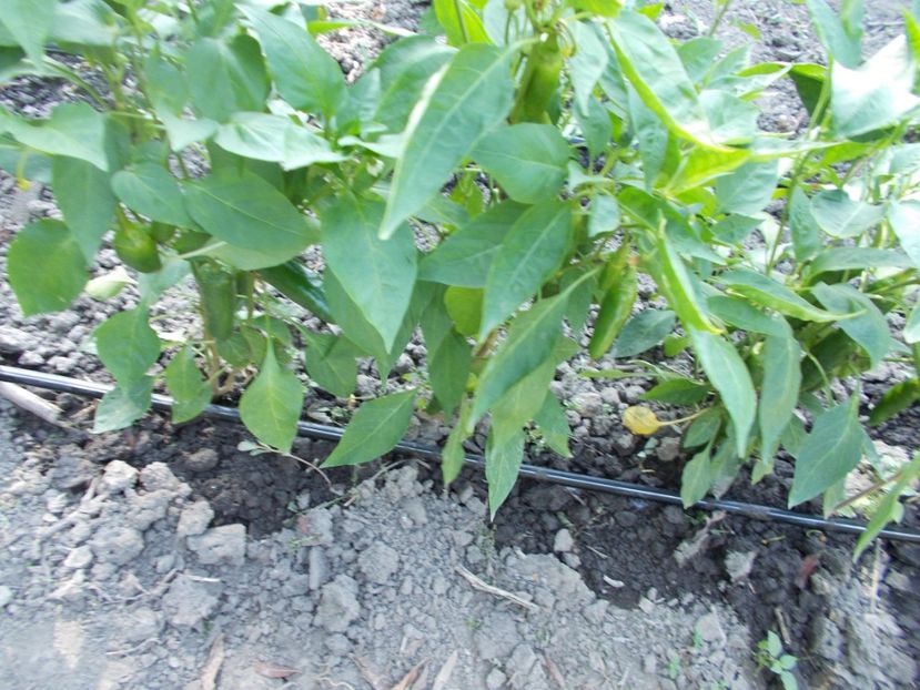  - SEMINTE ARDEI IUTE - AI 32 JULTI RIBKI - NEIZOLAT