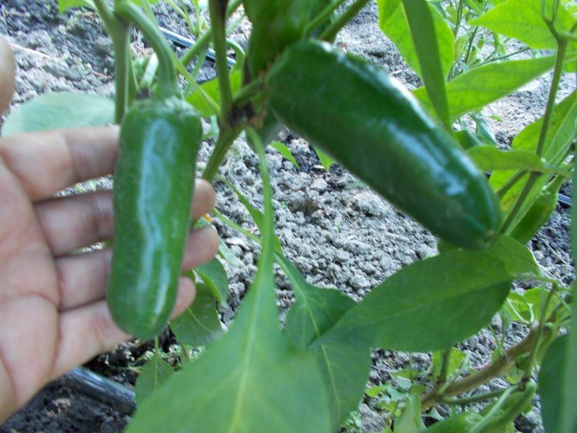  - SEMINTE ARDEI IUTE - AI 32 JULTI RIBKI - NEIZOLAT