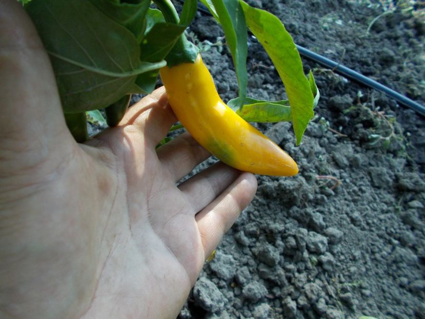  - SEMINTE ARDEI IUTE - AI 32 JULTI RIBKI - NEIZOLAT