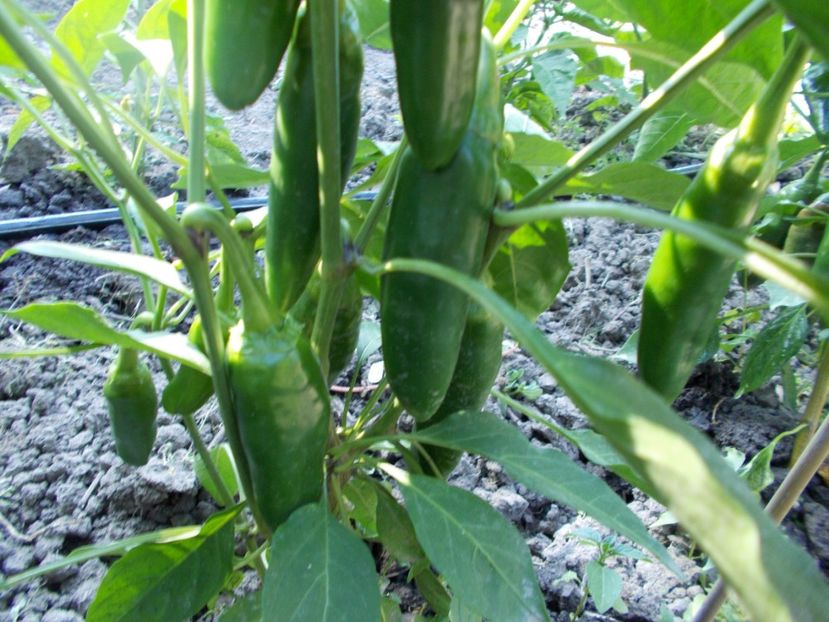  - SEMINTE ARDEI IUTE - AI 32 JULTI RIBKI - NEIZOLAT