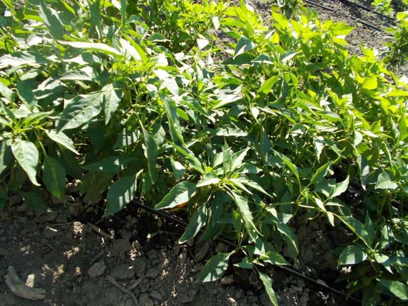  - SEMINTE ARDEI IUTE - AI 33 SIPKA LIUTEA - NEIZOLAT