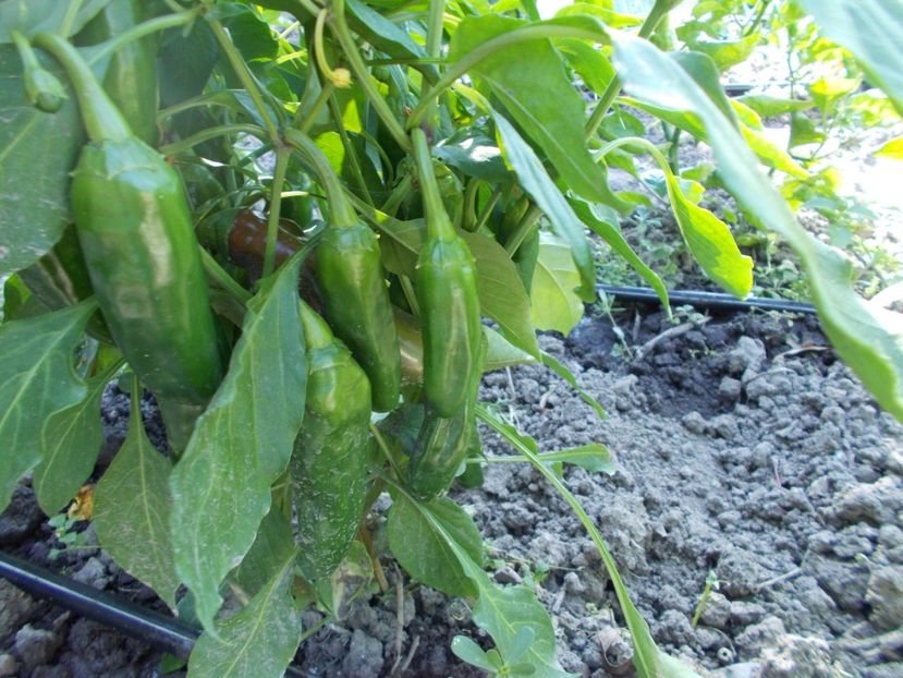  - SEMINTE ARDEI IUTE - AI 33 SIPKA LIUTEA - NEIZOLAT