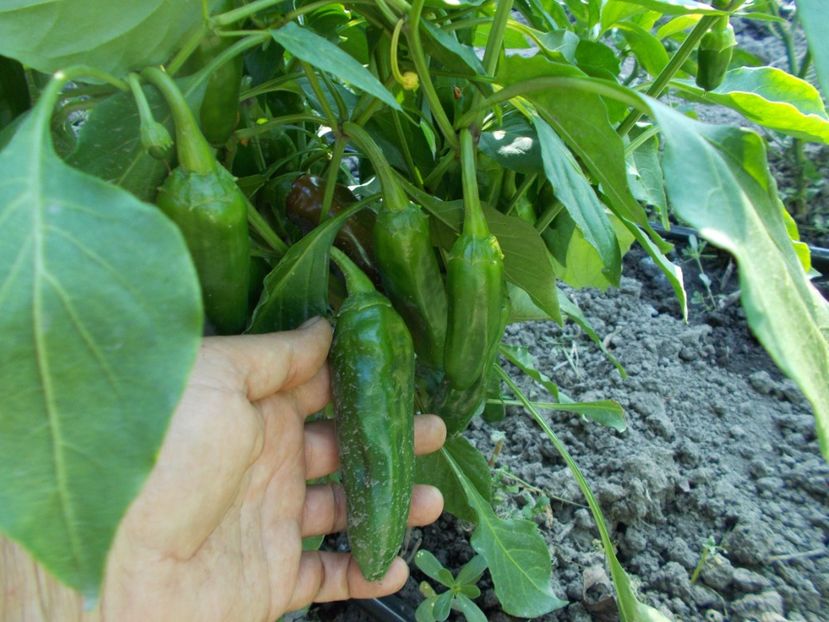  - SEMINTE ARDEI IUTE - AI 33 SIPKA LIUTEA - NEIZOLAT