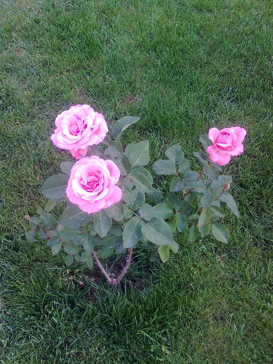 Picture 067 - Trandafiri