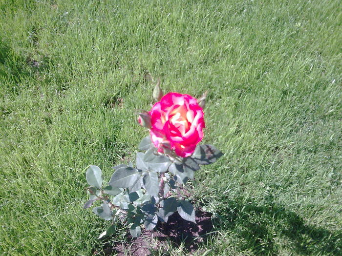 Picture 144 - Trandafiri