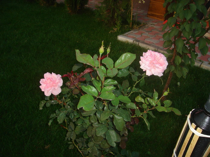 DSC06035 - Trandafiri