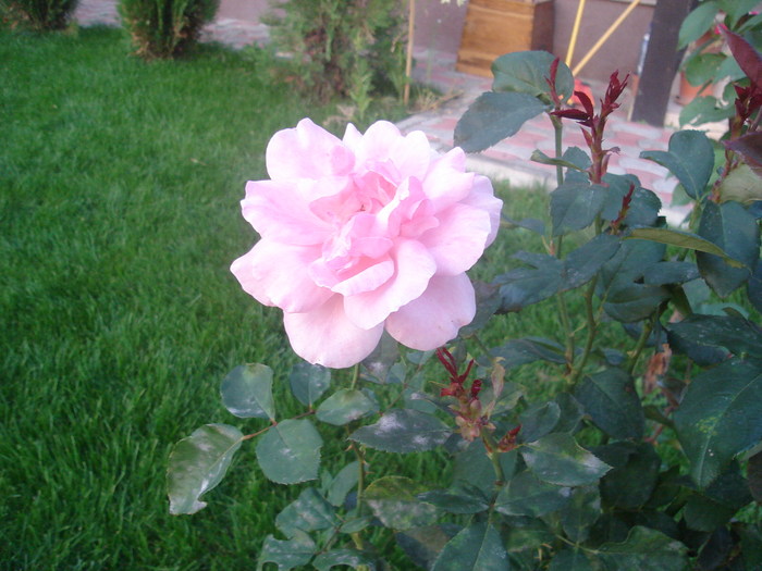 DSC06037 - Trandafiri