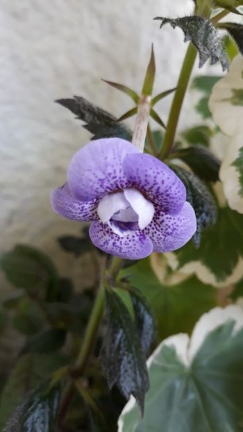  - P19 - Blue Hurricane pierdut