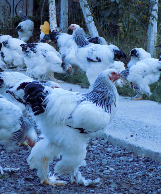  - VIITOR SPERANTE PTR 2020