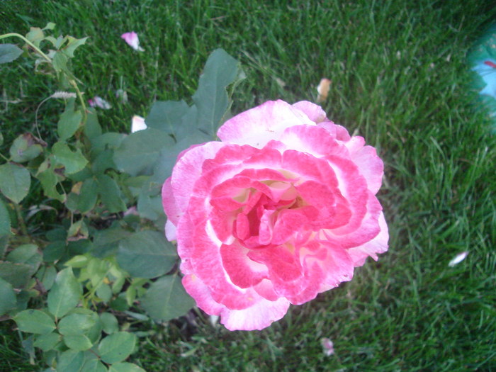 DSC06041 - Trandafiri