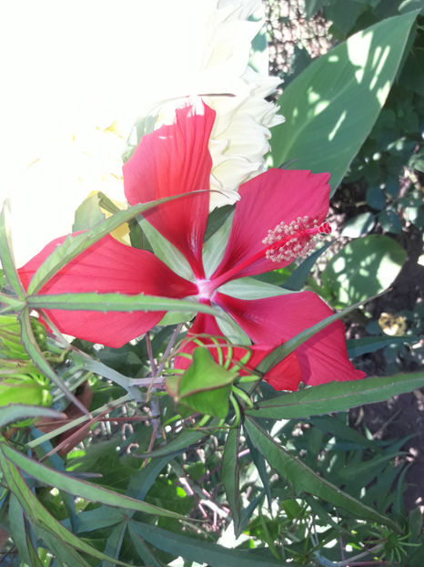  - Hibiscus coccineus