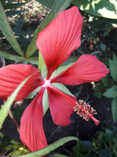  - Hibiscus coccineus