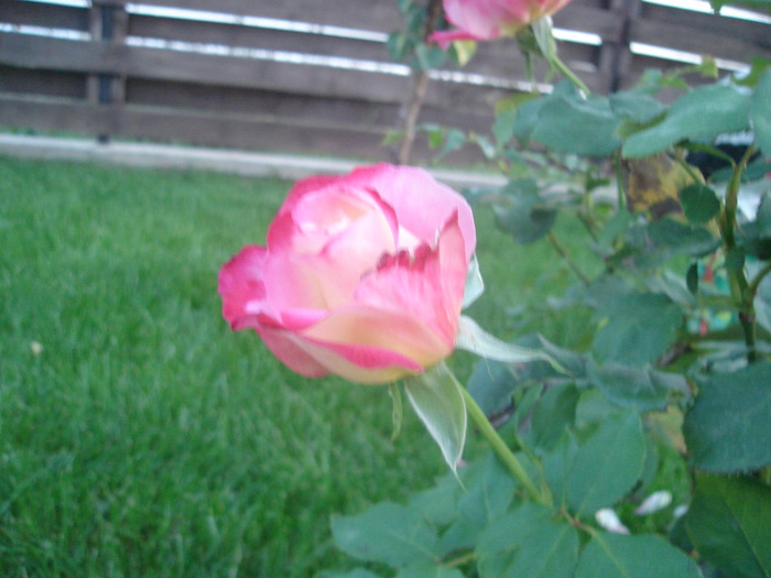 DSC06044 - Trandafiri