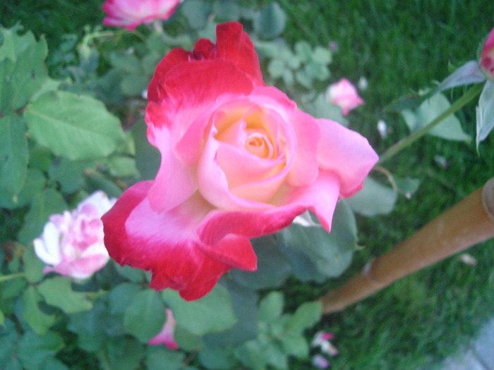 DSC06046 - Trandafiri