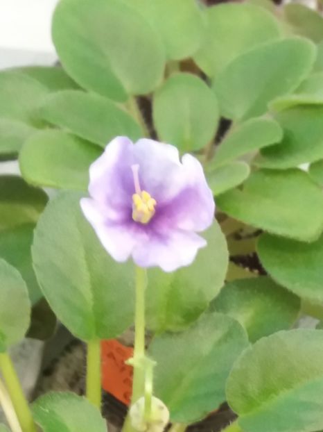  - ZZZHoneymoon Trail