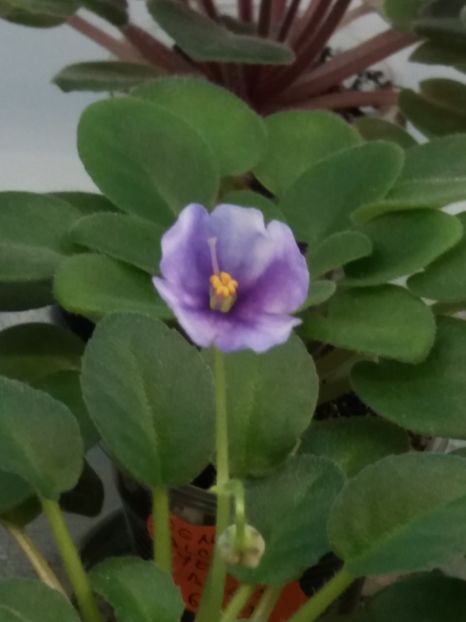  - ZZZHoneymoon Trail