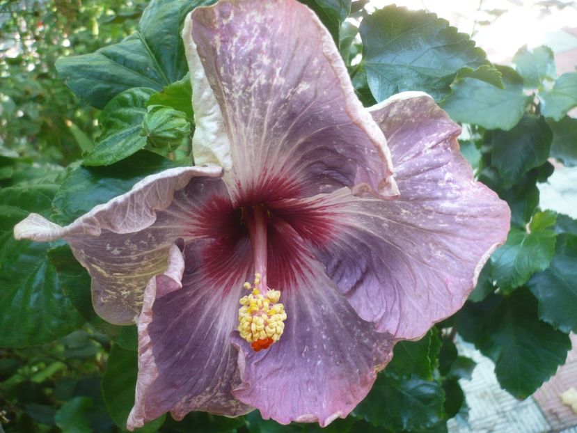 11.08.2019 - HIBISCUSI 2019-2