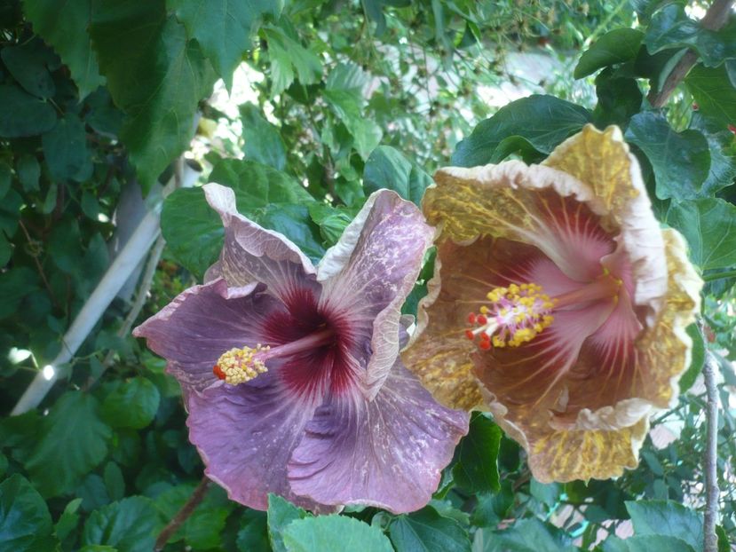 P1420480 - HIBISCUSI 2019-2