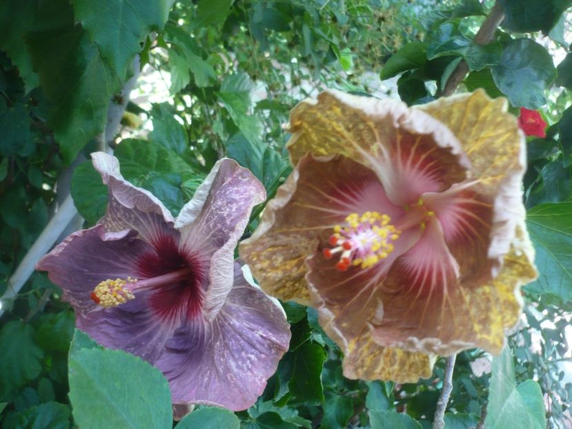 P1420482 - HIBISCUSI 2019-2