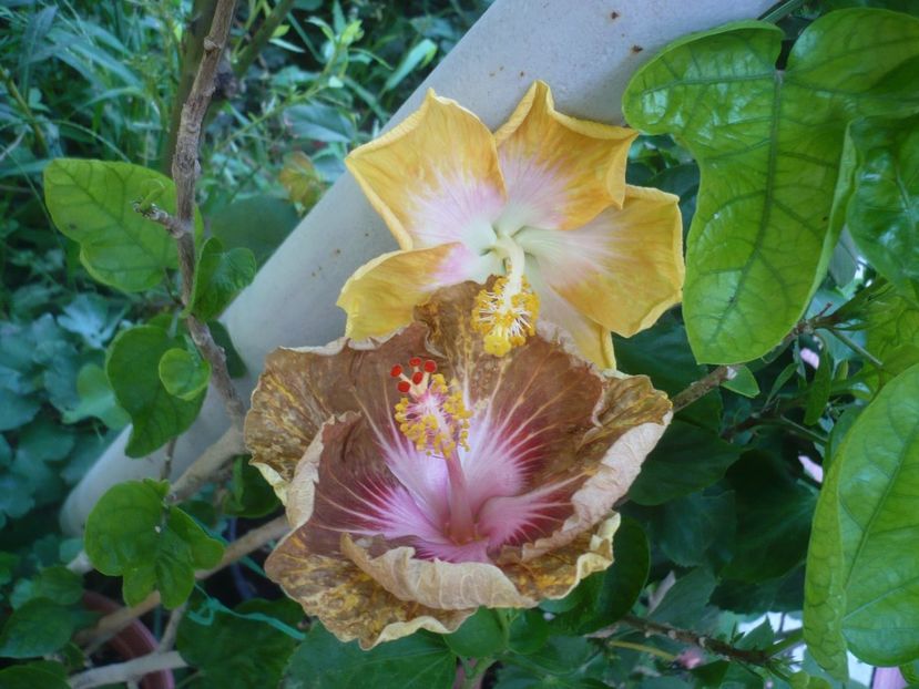 P1420483 - HIBISCUSI 2019-2