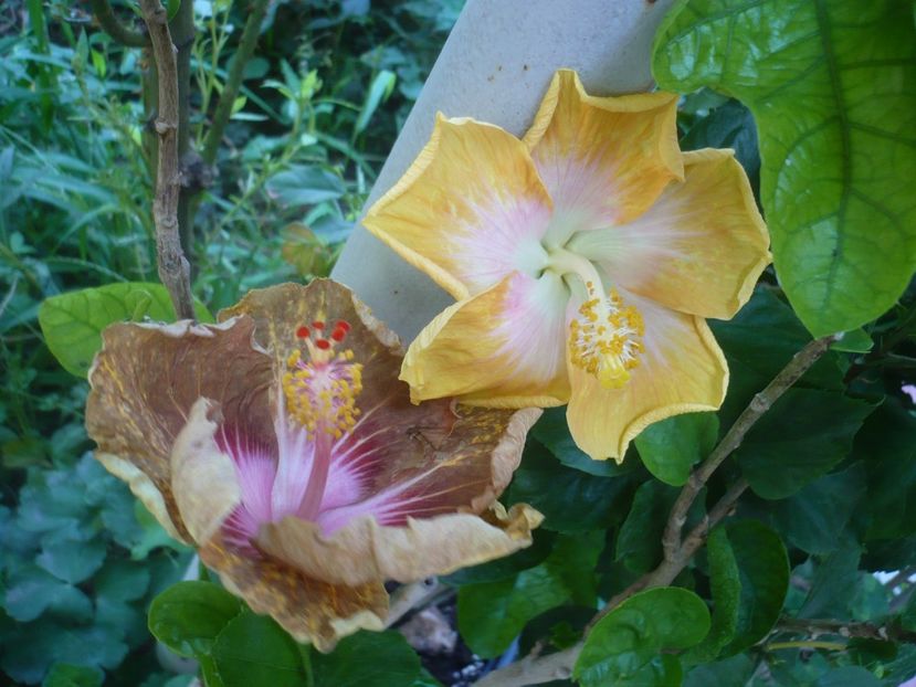 P1420484 - HIBISCUSI 2019-2