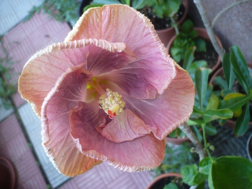 P1420485 - HIBISCUSI 2019-2