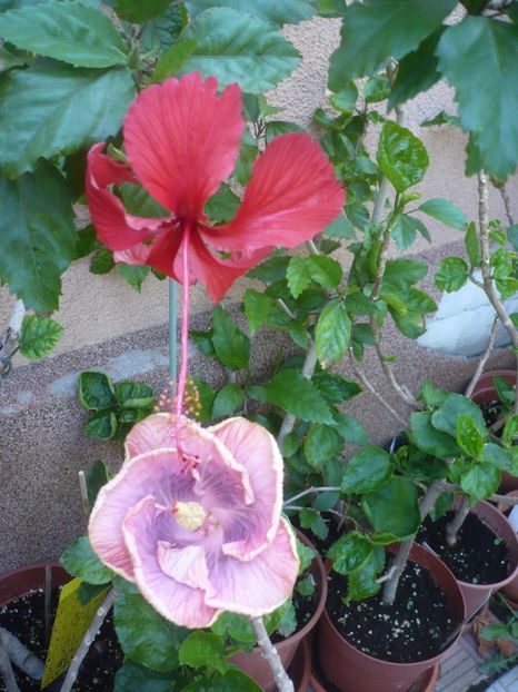 P1420486 - HIBISCUSI 2019-2