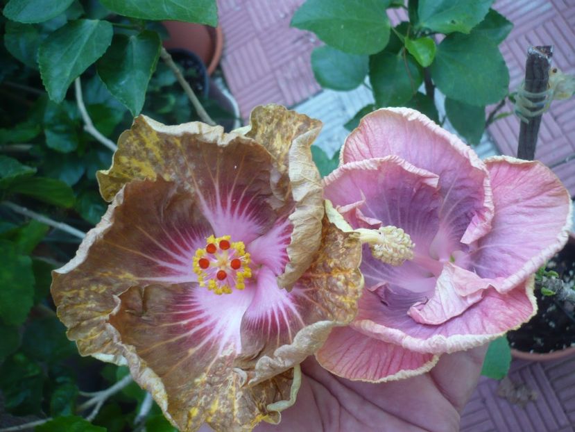 P1420487 - HIBISCUSI 2019-2