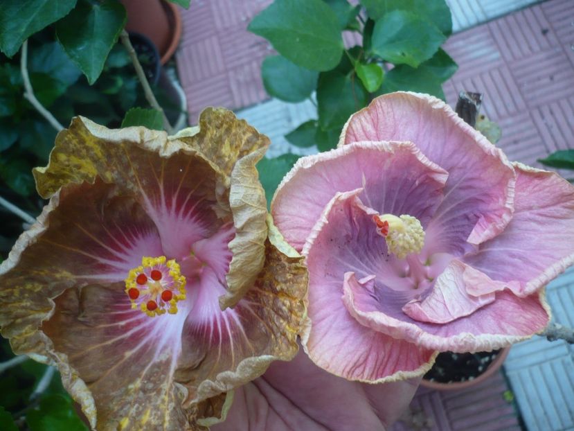 P1420488 - HIBISCUSI 2019-2