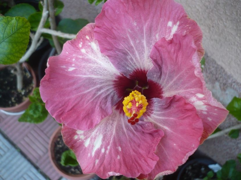 P1420489 - HIBISCUSI 2019-2