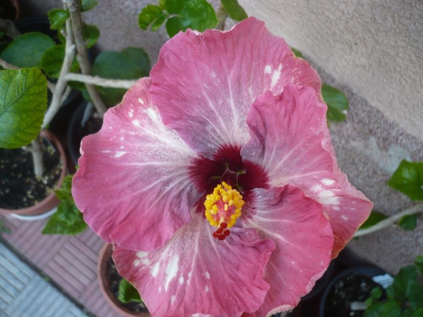 P1420490 - HIBISCUSI 2019-2