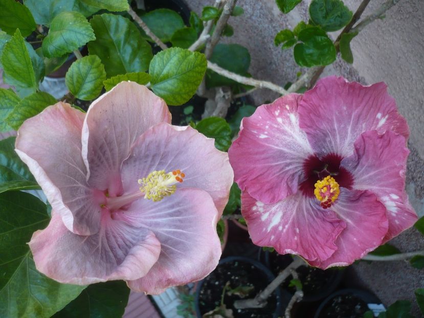 P1420491 - HIBISCUSI 2019-2