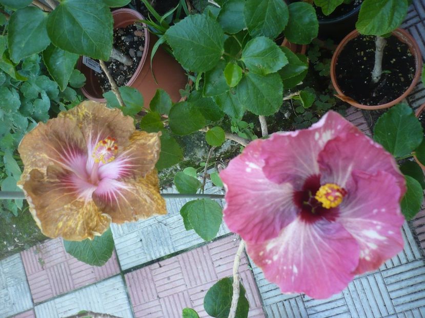 P1420493 - HIBISCUSI 2019-2