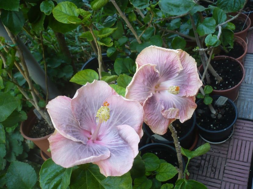 P1420494 - HIBISCUSI 2019-2