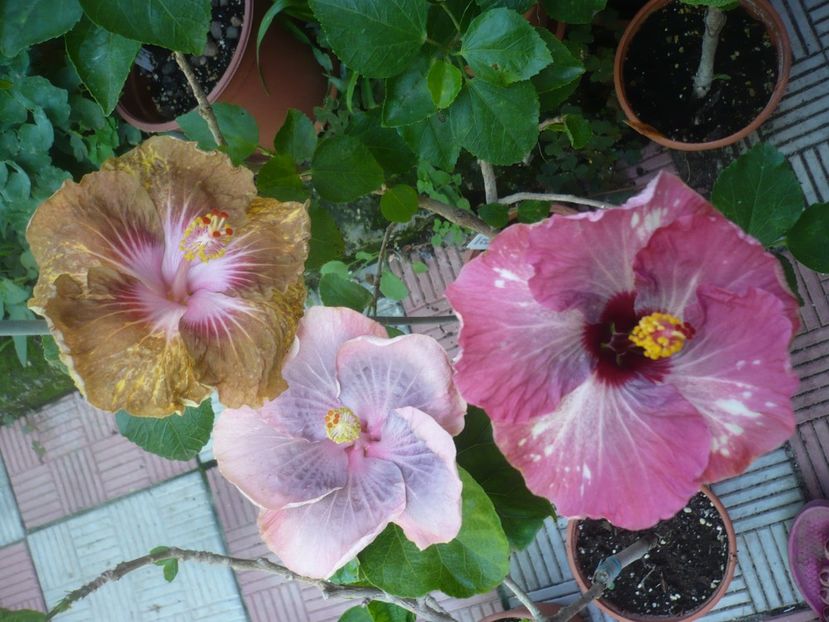 P1420495 - HIBISCUSI 2019-2