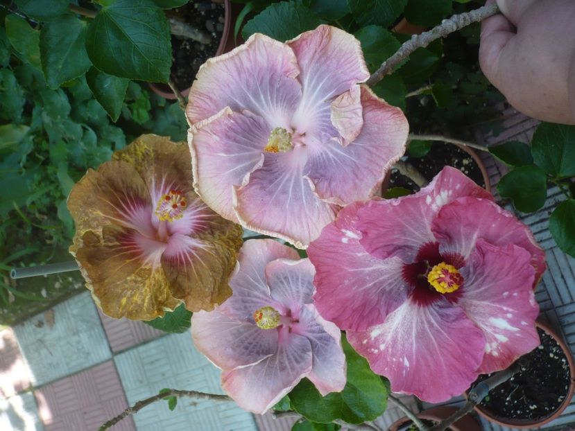 P1420496 - HIBISCUSI 2019-2