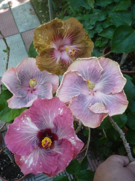 P1420497 - HIBISCUSI 2019-2