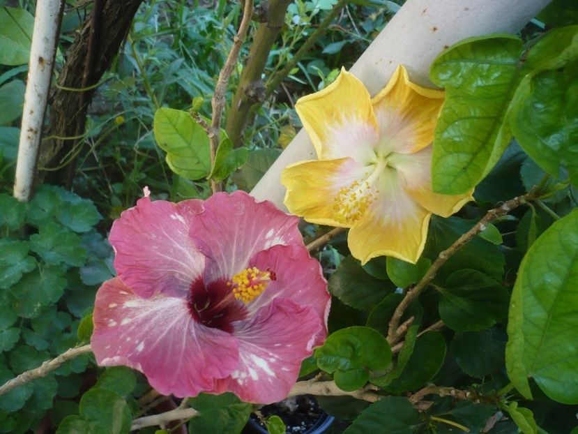 P1420498 - HIBISCUSI 2019-2