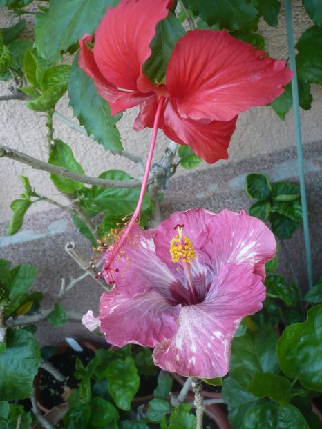 P1420499 - HIBISCUSI 2019-2