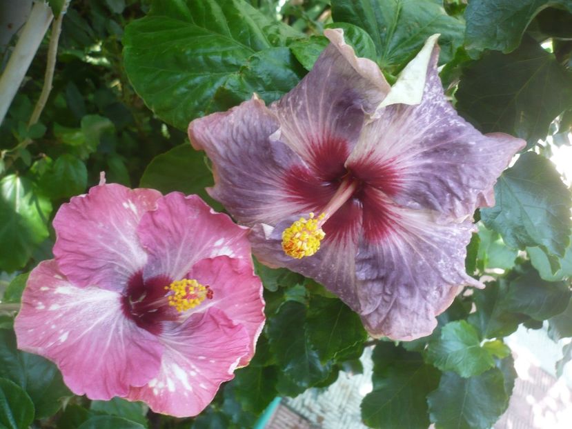 P1420500 - HIBISCUSI 2019-2