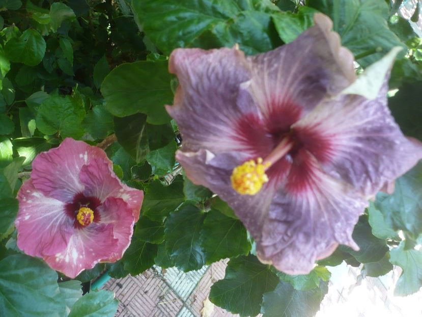 P1420501 - HIBISCUSI 2019-2