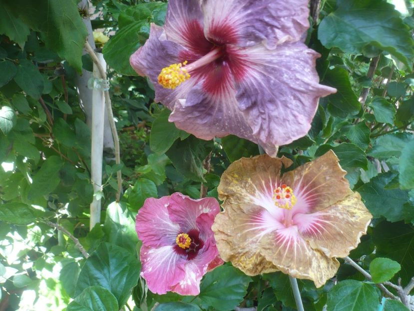 P1420502 - HIBISCUSI 2019-2